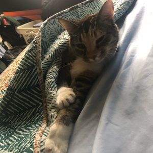 Meet your Posher, Tommie